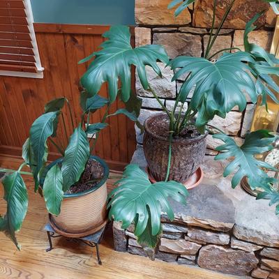 Two Large Potted House Plants in Ceramic Pots (D-BBL)
