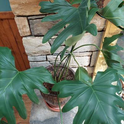 Two Large Potted House Plants in Ceramic Pots (D-BBL)