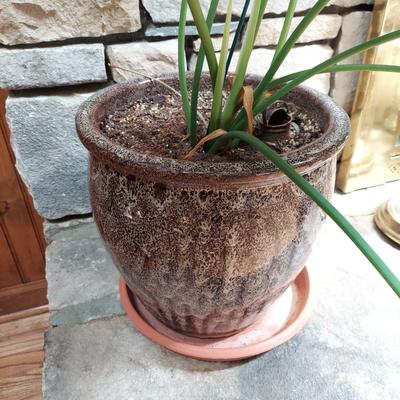 Two Large Potted House Plants in Ceramic Pots (D-BBL)