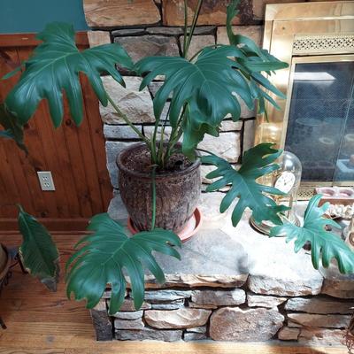 Two Large Potted House Plants in Ceramic Pots (D-BBL)