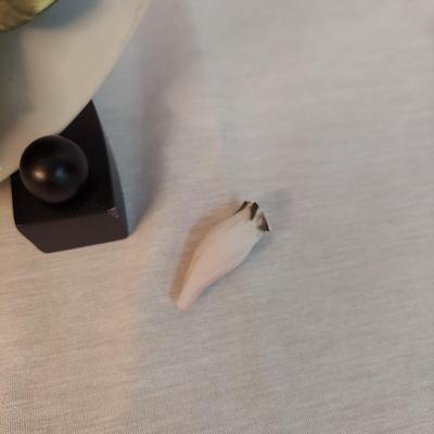 Seymour Mann Connoisseur Collection Collectible Bird Plates (BR1-BBL)