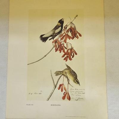 Botanical & Ornithology Prints  (BR3-JS)
