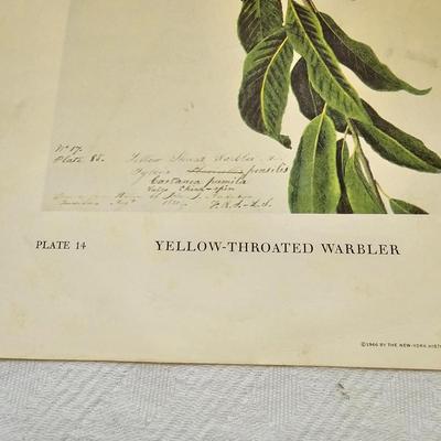 Botanical & Ornithology Prints  (BR3-JS)