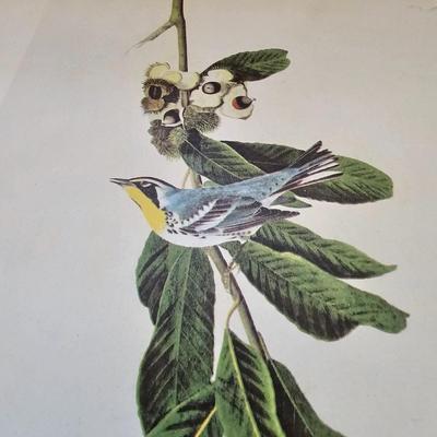 Botanical & Ornithology Prints  (BR3-JS)