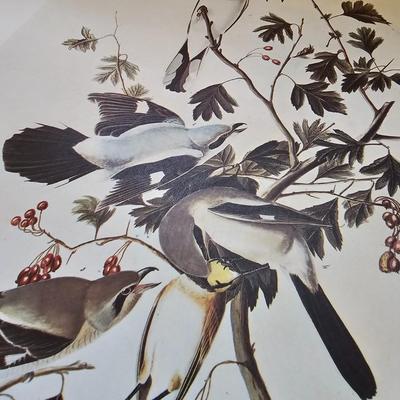 Botanical & Ornithology Prints  (BR3-JS)