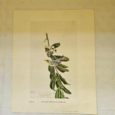 Botanical & Ornithology Prints  (BR3-JS)