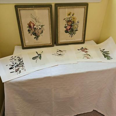 Botanical & Ornithology Prints  (BR3-JS)