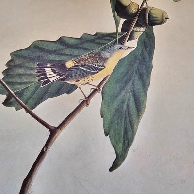 Botanical & Ornithology Prints  (BR3-JS)