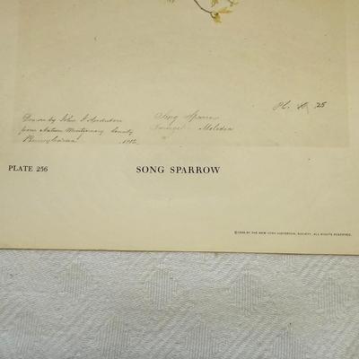 Botanical & Ornithology Prints  (BR3-JS)