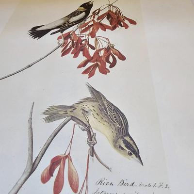 Botanical & Ornithology Prints  (BR3-JS)