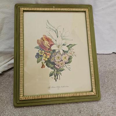 Botanical & Ornithology Prints  (BR3-JS)