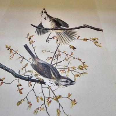 Botanical & Ornithology Prints  (BR3-JS)