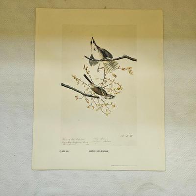 Botanical & Ornithology Prints  (BR3-JS)