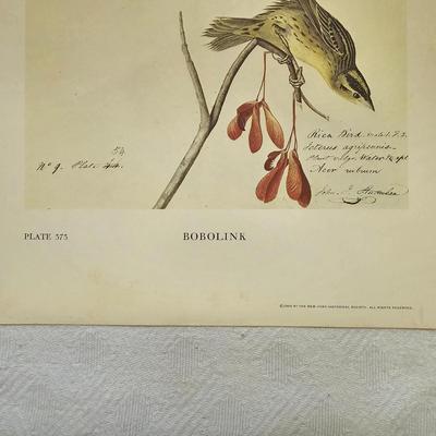 Botanical & Ornithology Prints  (BR3-JS)