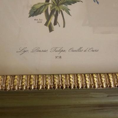 Botanical & Ornithology Prints  (BR3-JS)