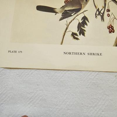 Botanical & Ornithology Prints  (BR3-JS)