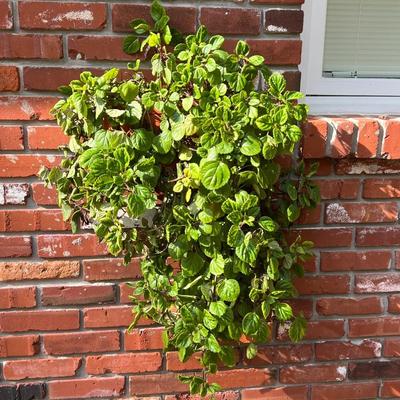 Wall Mounted Hanging Terracotta Planter With Swedish Ivy