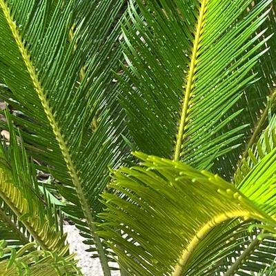 Sago Palm In Terra Cotta Pot