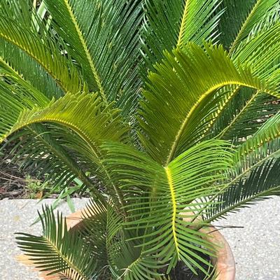 Sago Palm In Terra Cotta Pot
