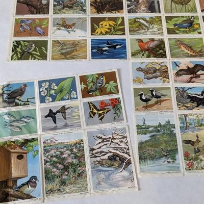 Stamp Collection