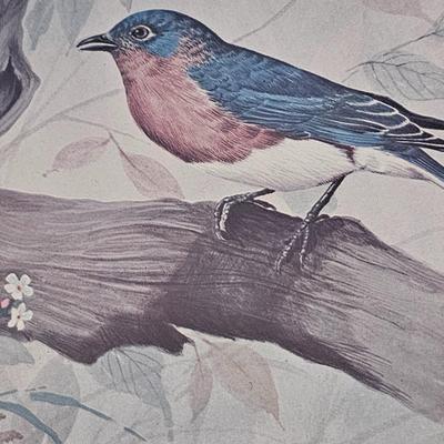 F. Massa Signed Bird Prints (UB-JS)