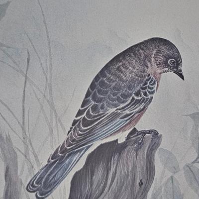 F. Massa Signed Bird Prints (UB-JS)