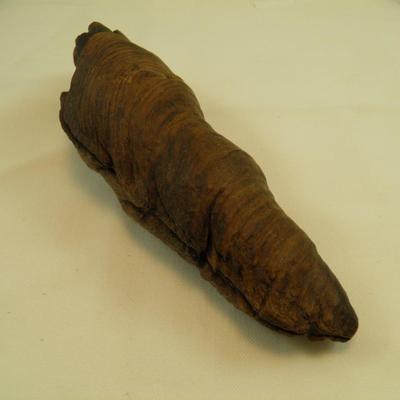 Nature Sculpted Primitive Art Tree Root 2.5"x7"