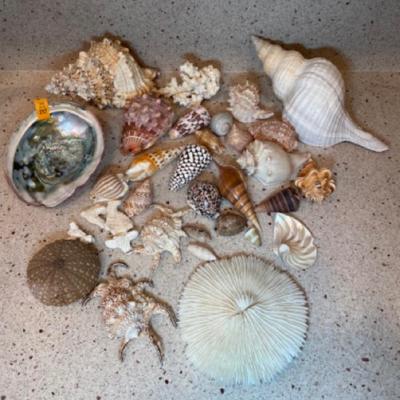 Large lot of seashells