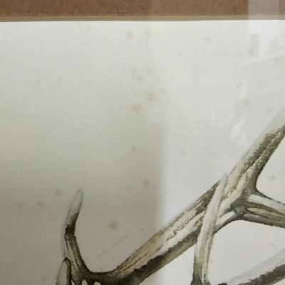 Bull Elk Wood Framed & Signed Print   (G-JS)