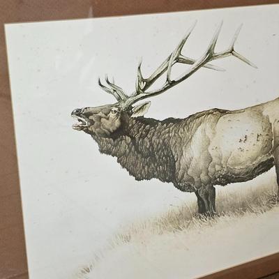 Bull Elk Wood Framed & Signed Print   (G-JS)