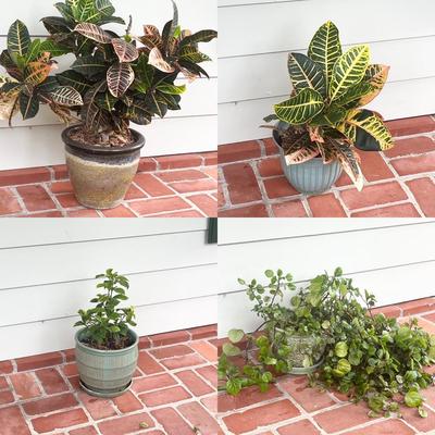 Four (4) Assorted Potted Plants