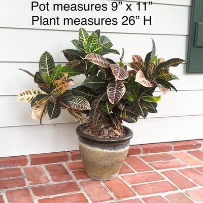 Four (4) Assorted Potted Plants