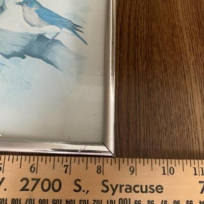 Massa Bird Print