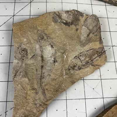 Lot Of fish Fossils