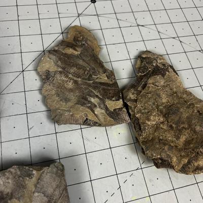 Lot Of fish Fossils