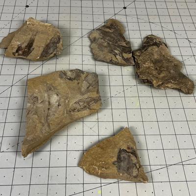 Lot Of fish Fossils