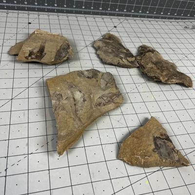 Lot Of fish Fossils
