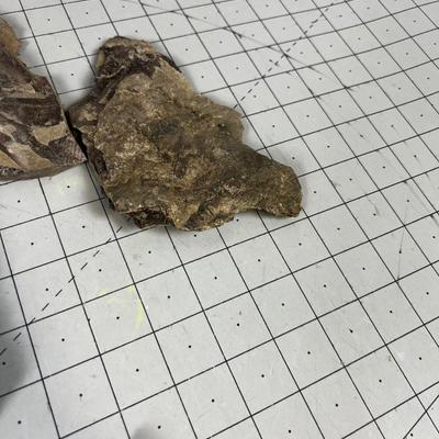 Lot Of fish Fossils