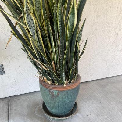 POTTED PLANT