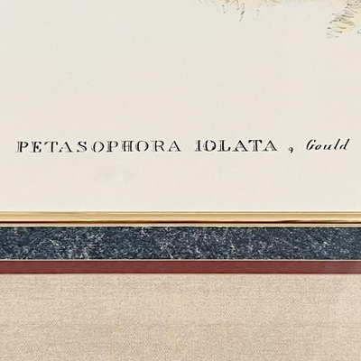 PETASOPHORA IOLATA ~ By John Gould