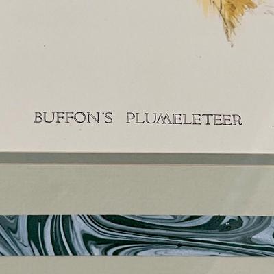 BUFFONâ€™S PLUMELETEER ~ By John Gould & Henry Constantine Richter