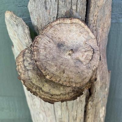 Shelf Fungus and Wood Wall Hanging (WS-KW)