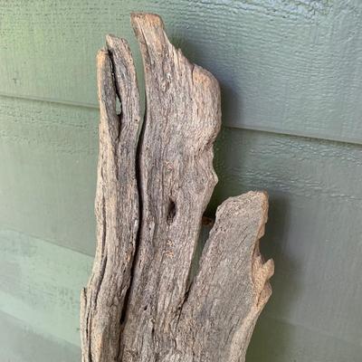 Shelf Fungus and Wood Wall Hanging (WS-KW)