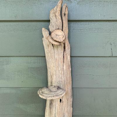 Shelf Fungus and Wood Wall Hanging (WS-KW)