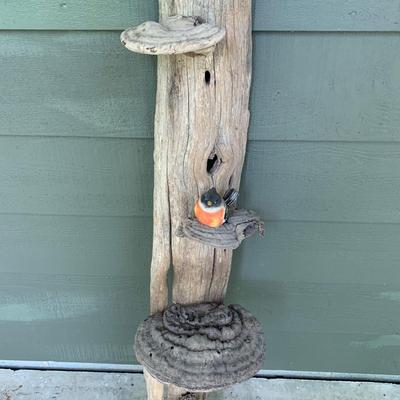 Shelf Fungus and Wood Wall Hanging (WS-KW)