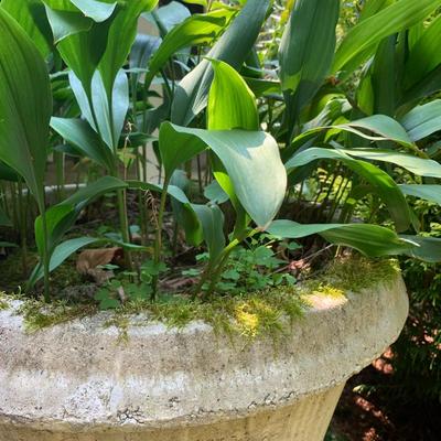 Four Concrete Planters (BY-DW)