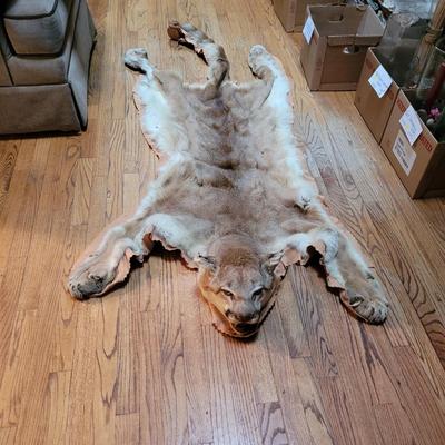 Cougar Pelt (D-CE)