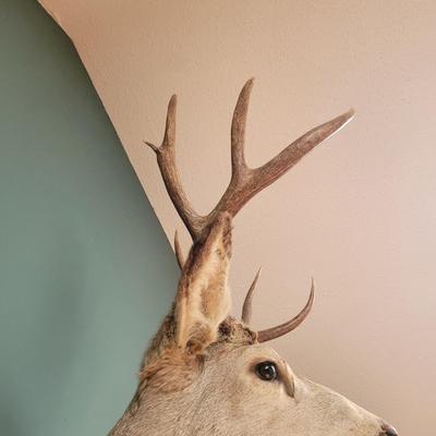 Mounted Mule Deer Taxidermy (D-CE)