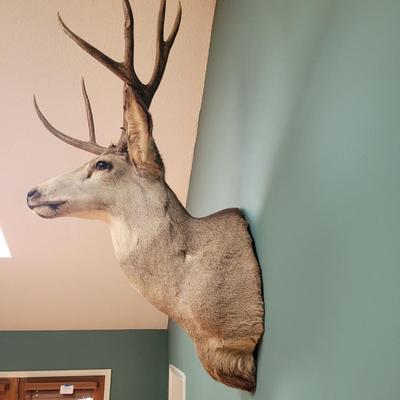 Mounted Mule Deer Taxidermy (D-CE)