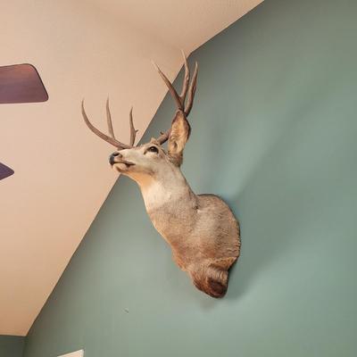 Mounted Mule Deer Taxidermy (D-CE)